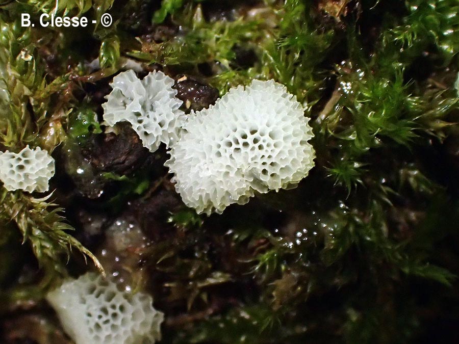 Ceratiomyxa porioides