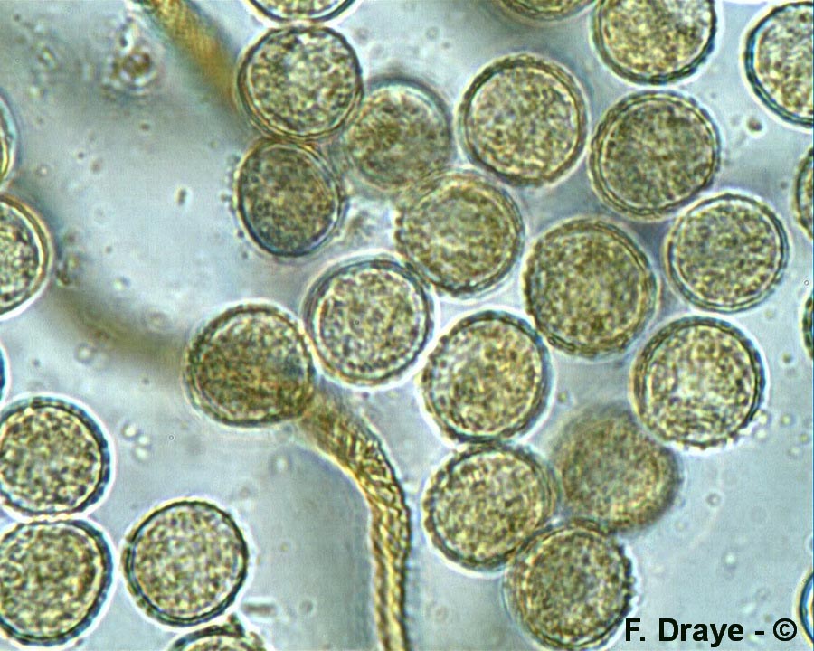 Trichia decipiens