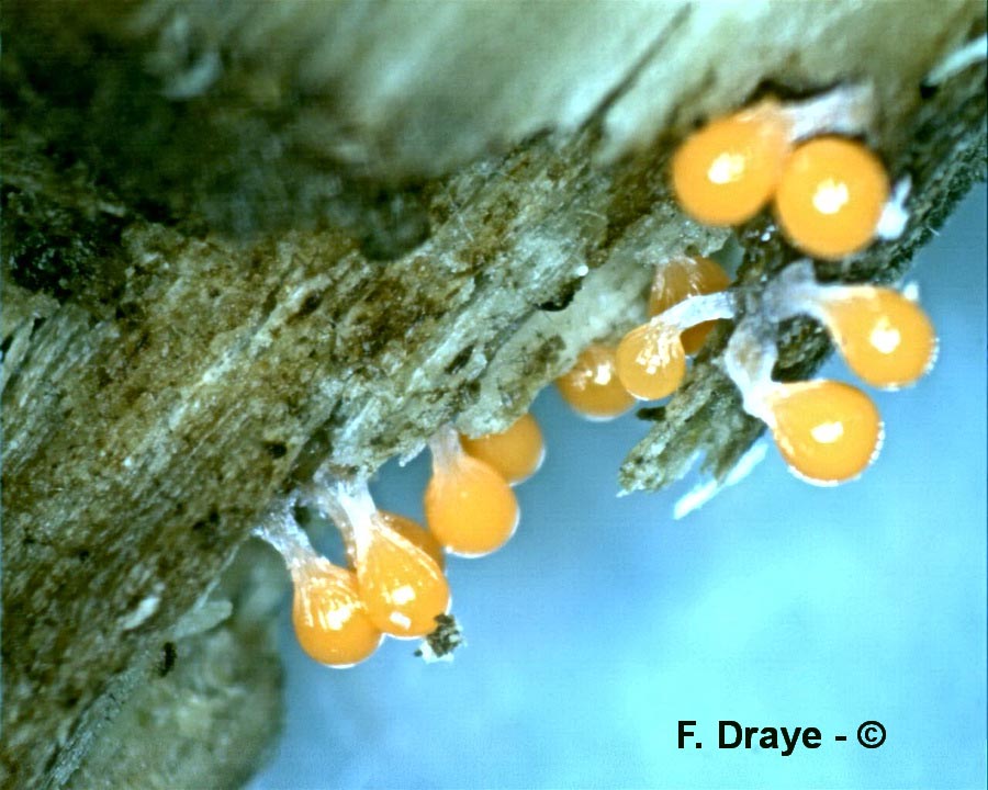 Trichia decipiens