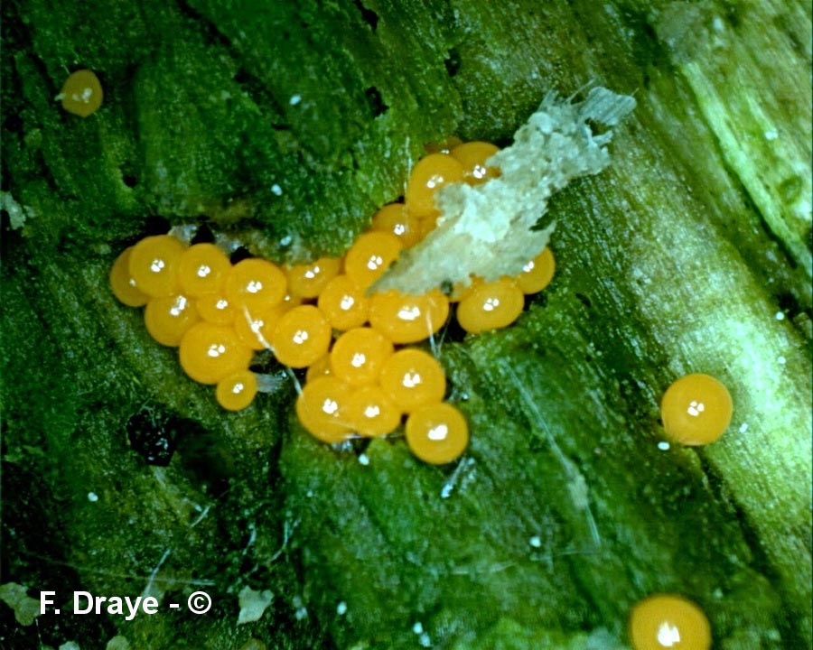 Trichia decipiens