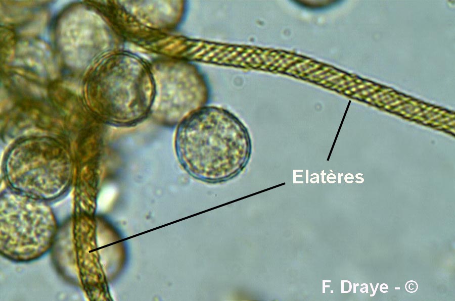 Trichia decipiens