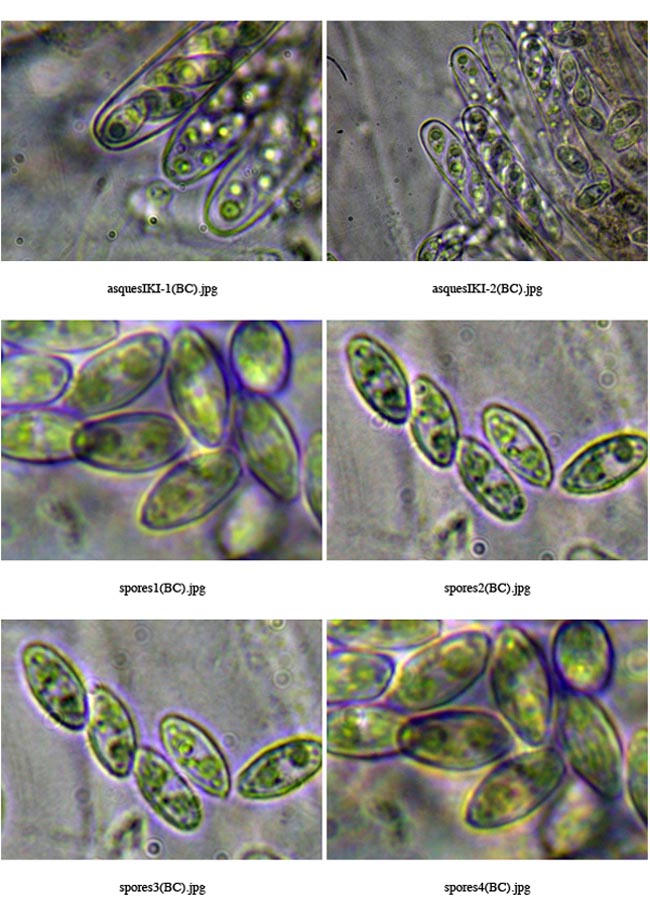 Ascotremella faginea