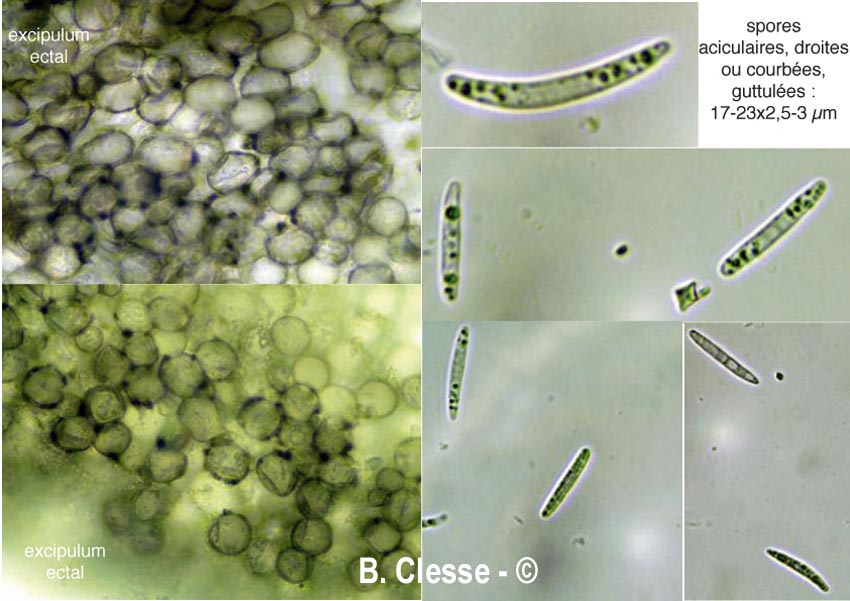 Belonopsis retincola