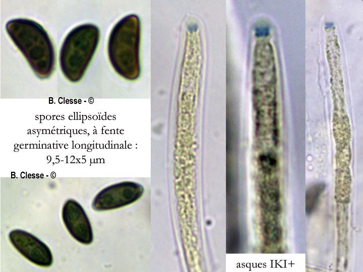 Jackrogersella cohaerens (Hypoxylon cohaerens)
