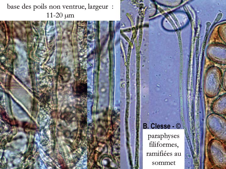 Lasiobolus cuniculi