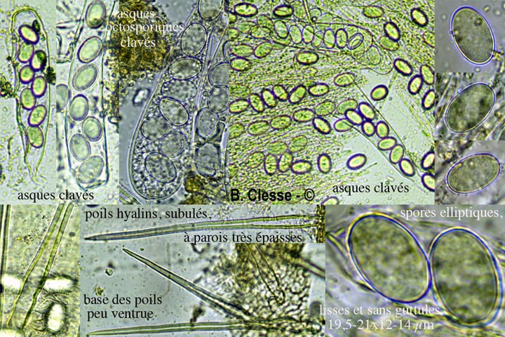 Lasiobolus cuniculi