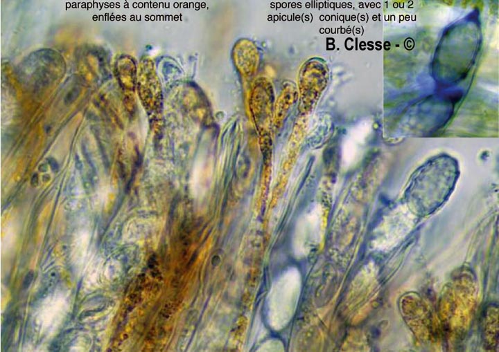 Melastiza cornubiensis (Melastiza miniata, Melastiza chateri)