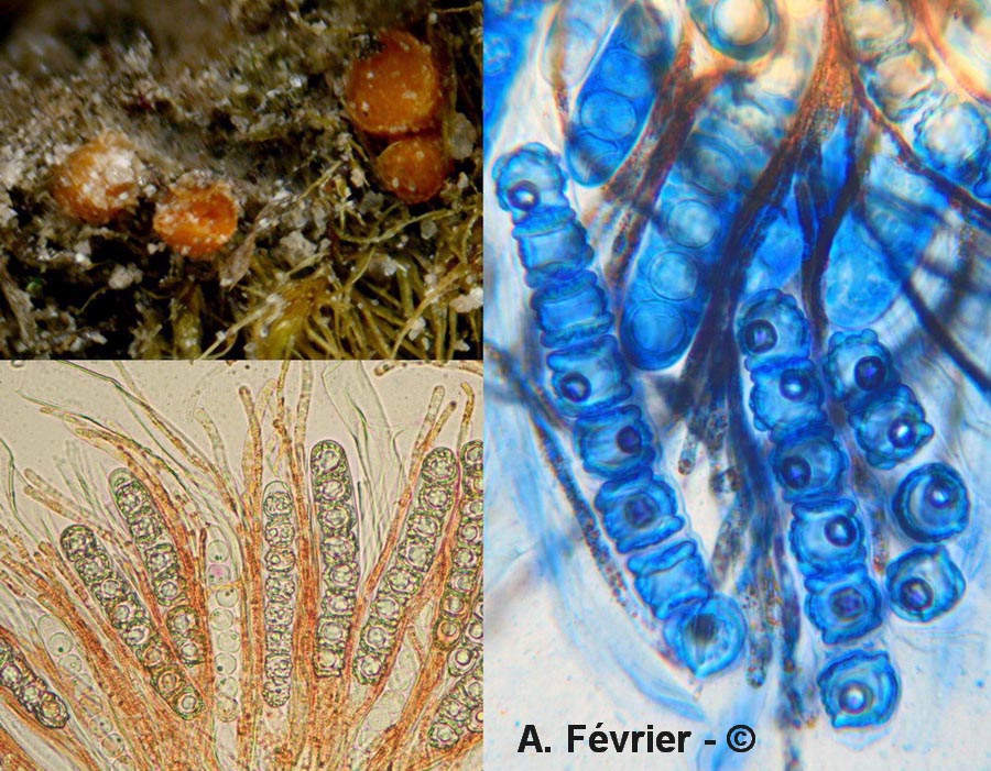 Octospora biannulata
