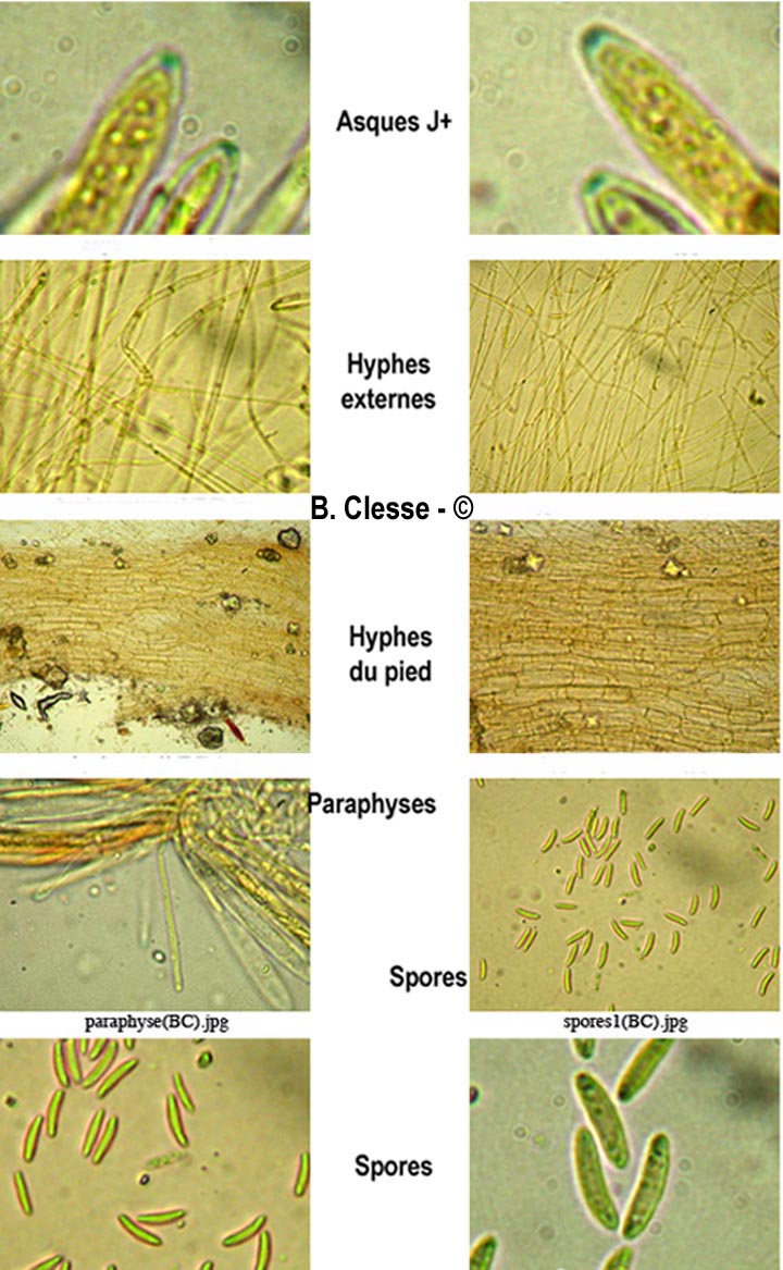 Ombrophila ambigua