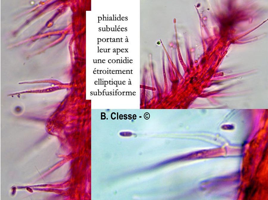 Tilachlidium brachiatum