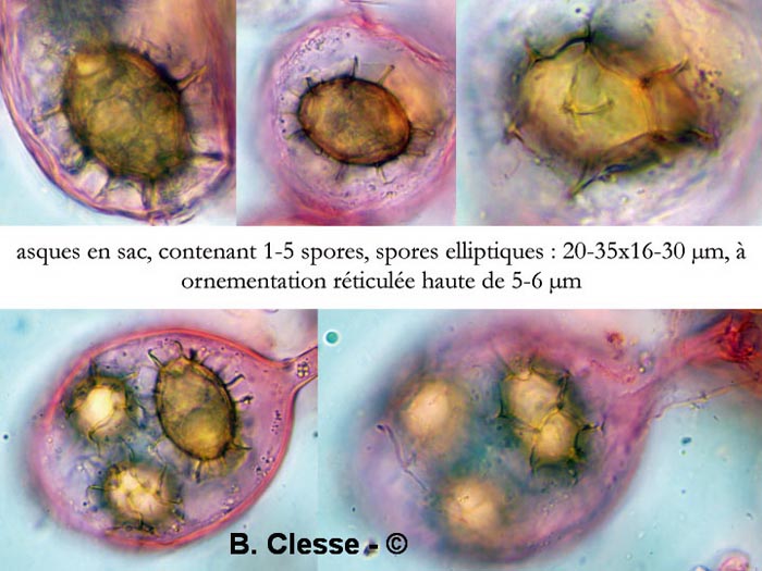 Tuber aestivum