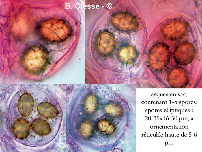 Tuber aestivum