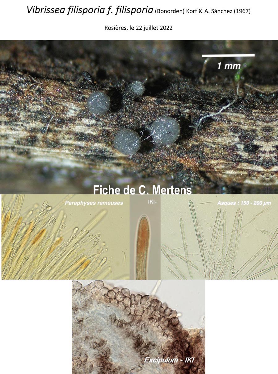 Vibrissea filisporia f. filisporia