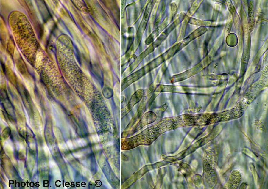 Achroomyces disciformis