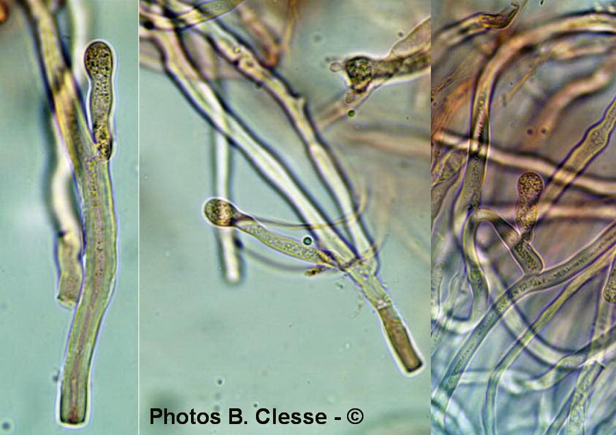 Achroomyces disciformis