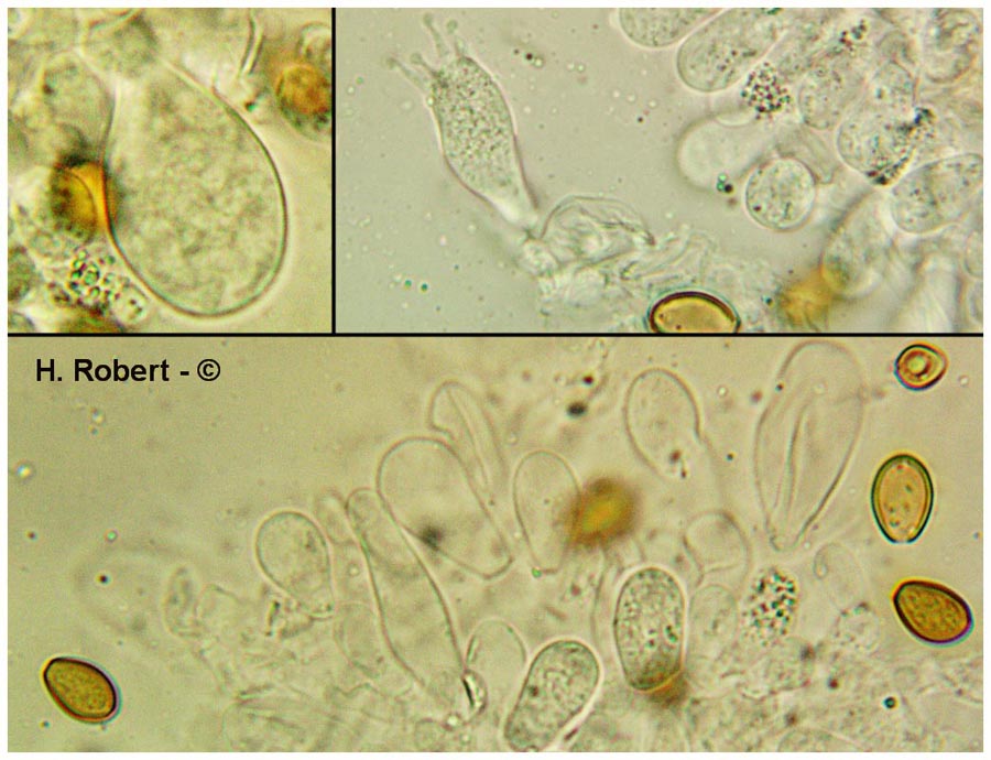 Agrocybe rivulosa