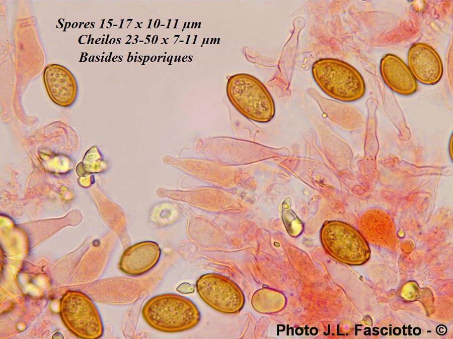 Agrocybe semiorbicularis (Agrocybe pediades f. bispora)