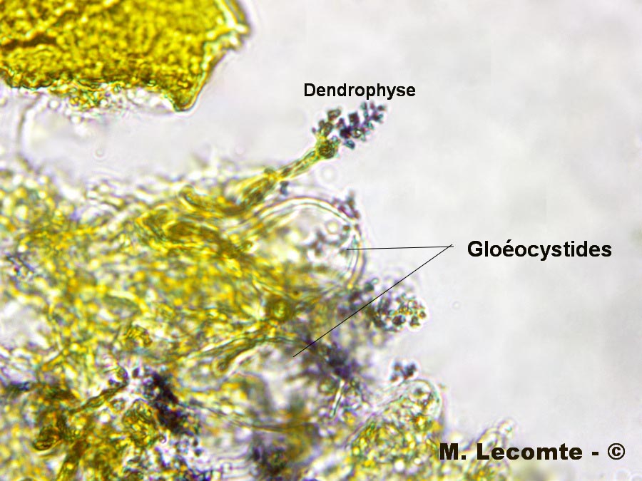 Aleurobotrys botryosus (Aleurodiscus botryosus)