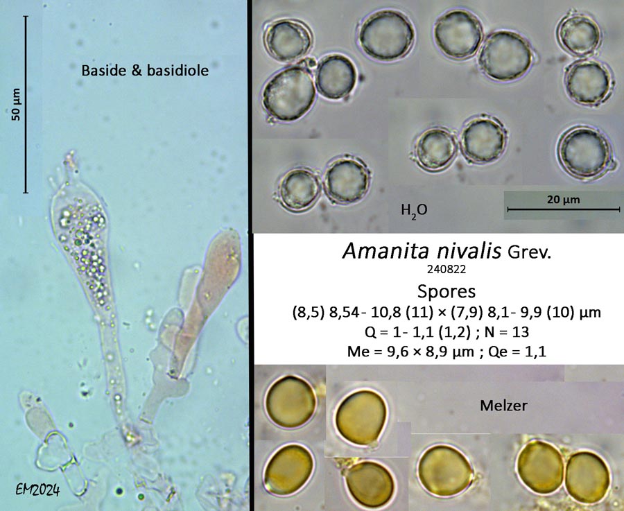 Amanita nivalis