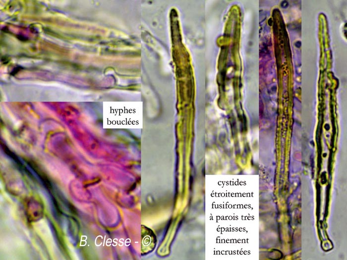 Amylostereum chailletii