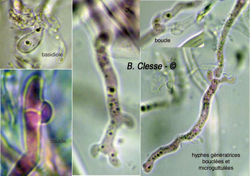 Antrodia albida (Antrodia serpens)