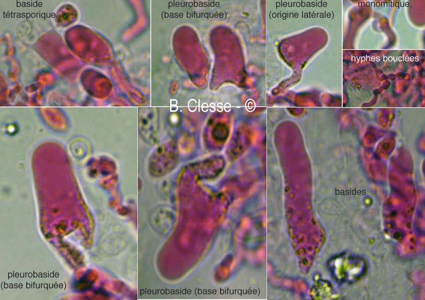 Aphanobasidium subnitens