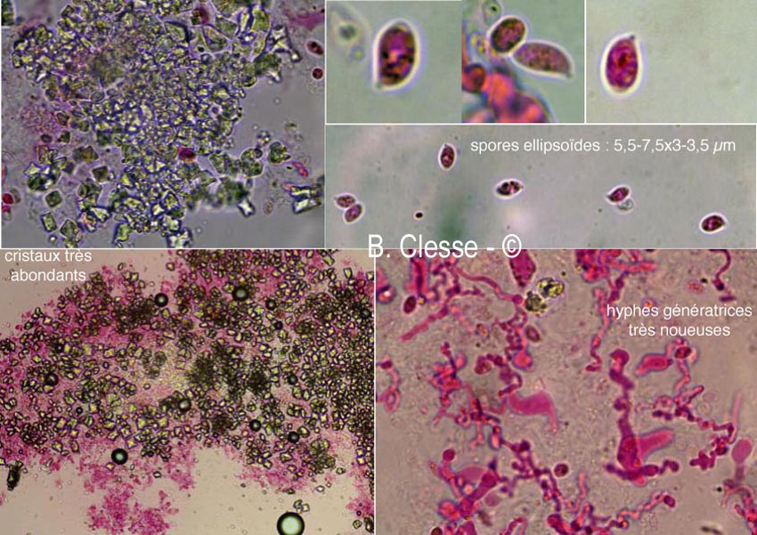 Aphanobasidium subnitens