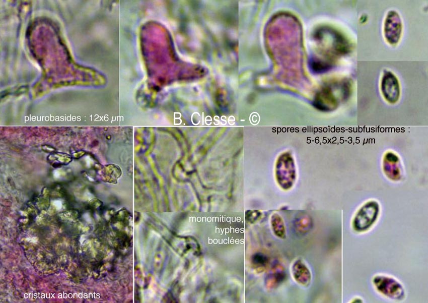 Aphanobasidium subnitens