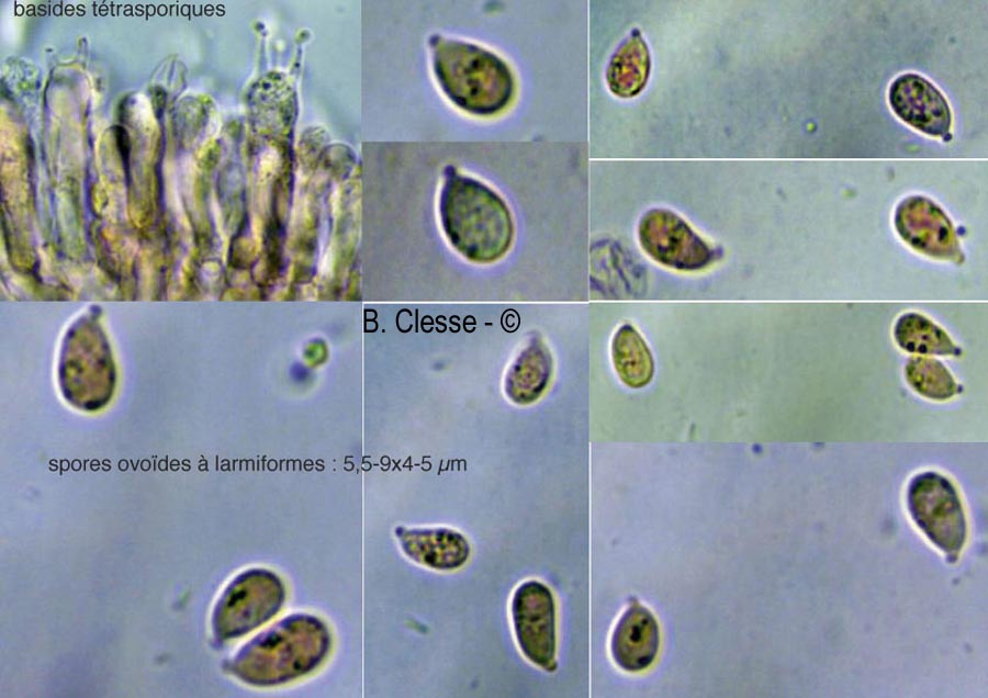 Arrhenia acerosa (Arrhenia acerosa var. tenella)