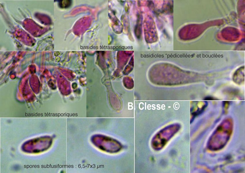 Athelopsis lembospora