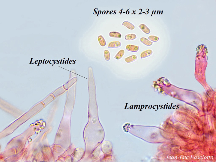 Auriporia aurulenta