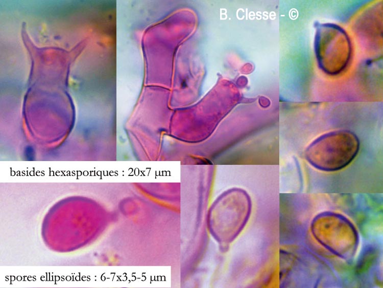 Botryobasidium laeve
