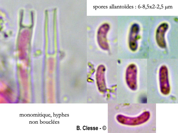 Ceriporia purpurea