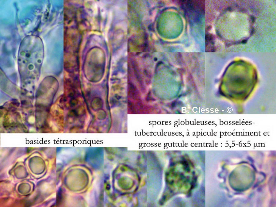 Clavulinopsis helvola