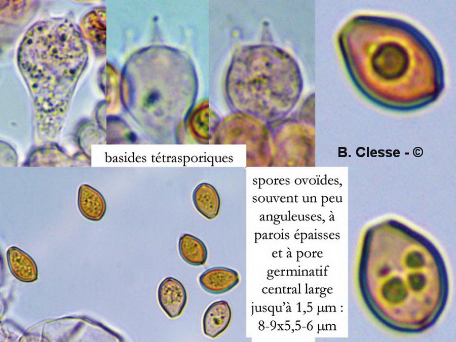 Conocybe hexagonospora