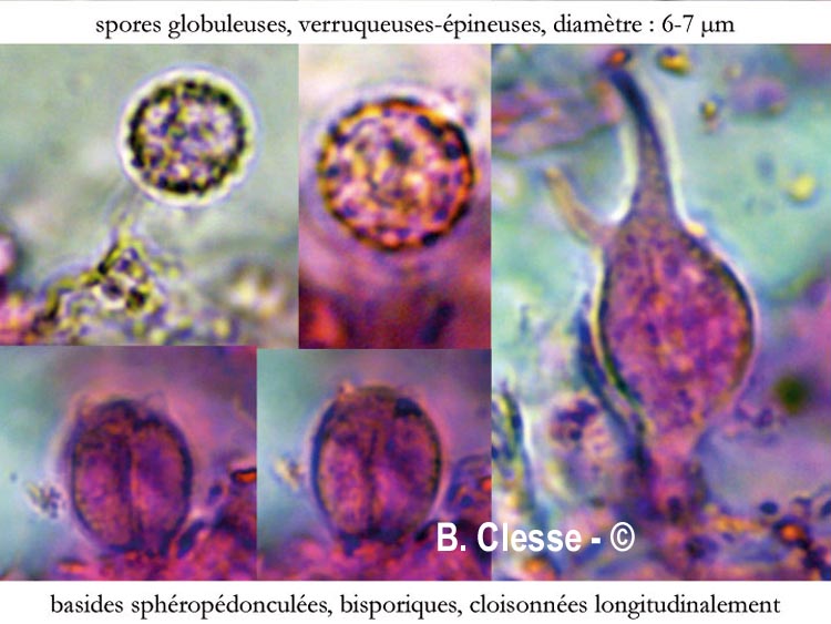 Basidiodendron walleynii