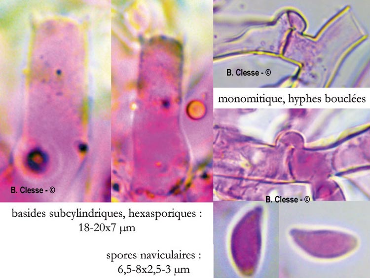 Botryobasidium subcoronatum