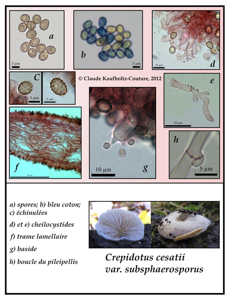 Crepidotus cesatii var. subphaeosporus (Crepidotus cesatii)