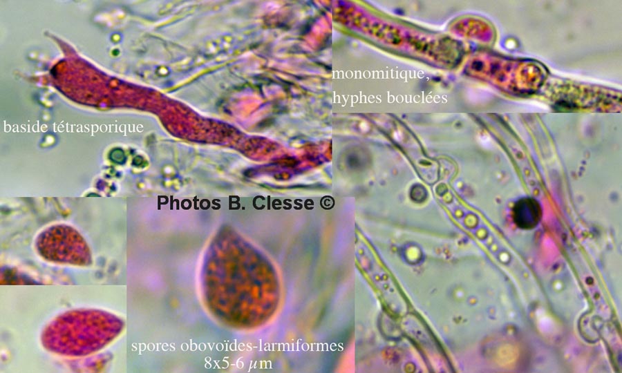 Cylindrobasidium laeve (Cylindrobasidium evolvens)