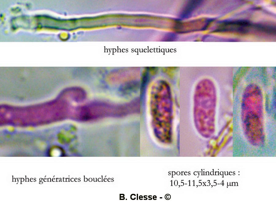 Dichomitus campestris