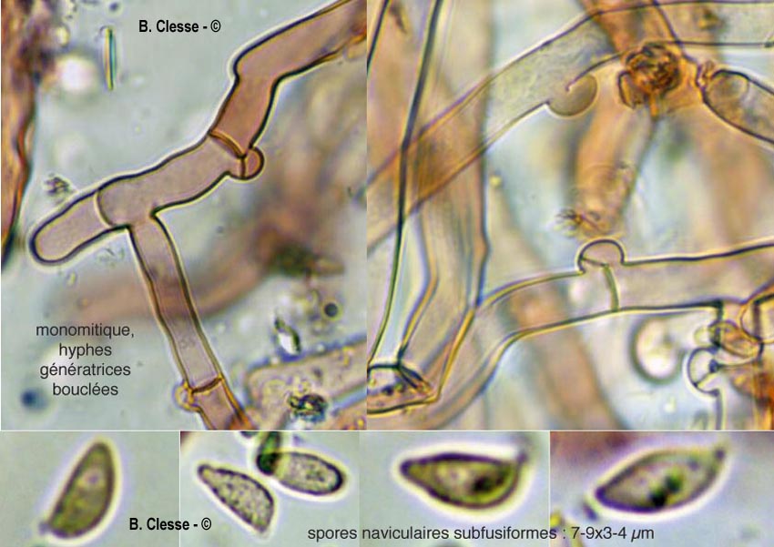 Botryobasidium subcoronatum