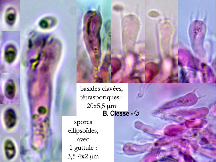 Etheirodon fimbriatus (Steccherinum fimbriatum)