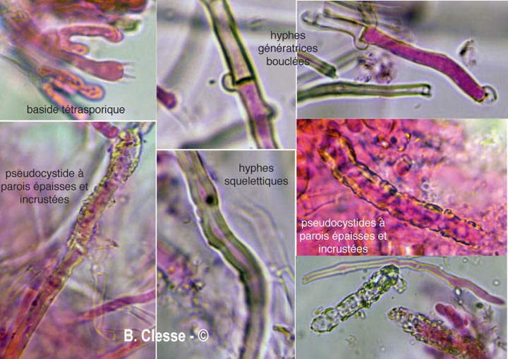 Etheirodon fimbriatus (Steccherinum fimbriatum)