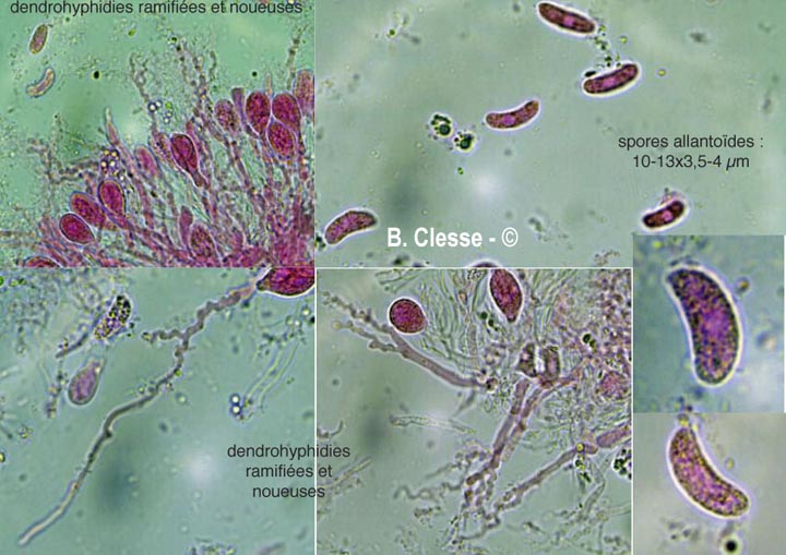 Exidiopsis effusa