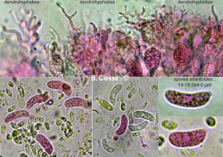 Exidiopsis effusa