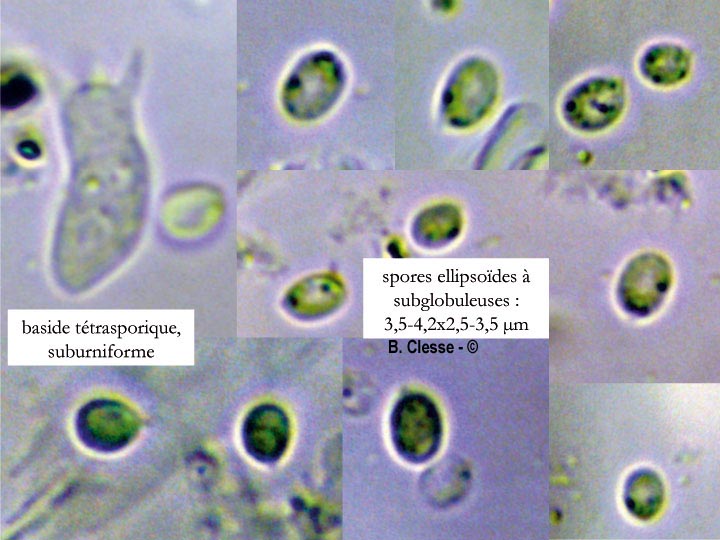 Fibrodontia gossypina (Hyphodontia gossypina)