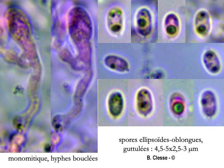 Gloeocystidiellum porosum (Gloeocystidium porosum)