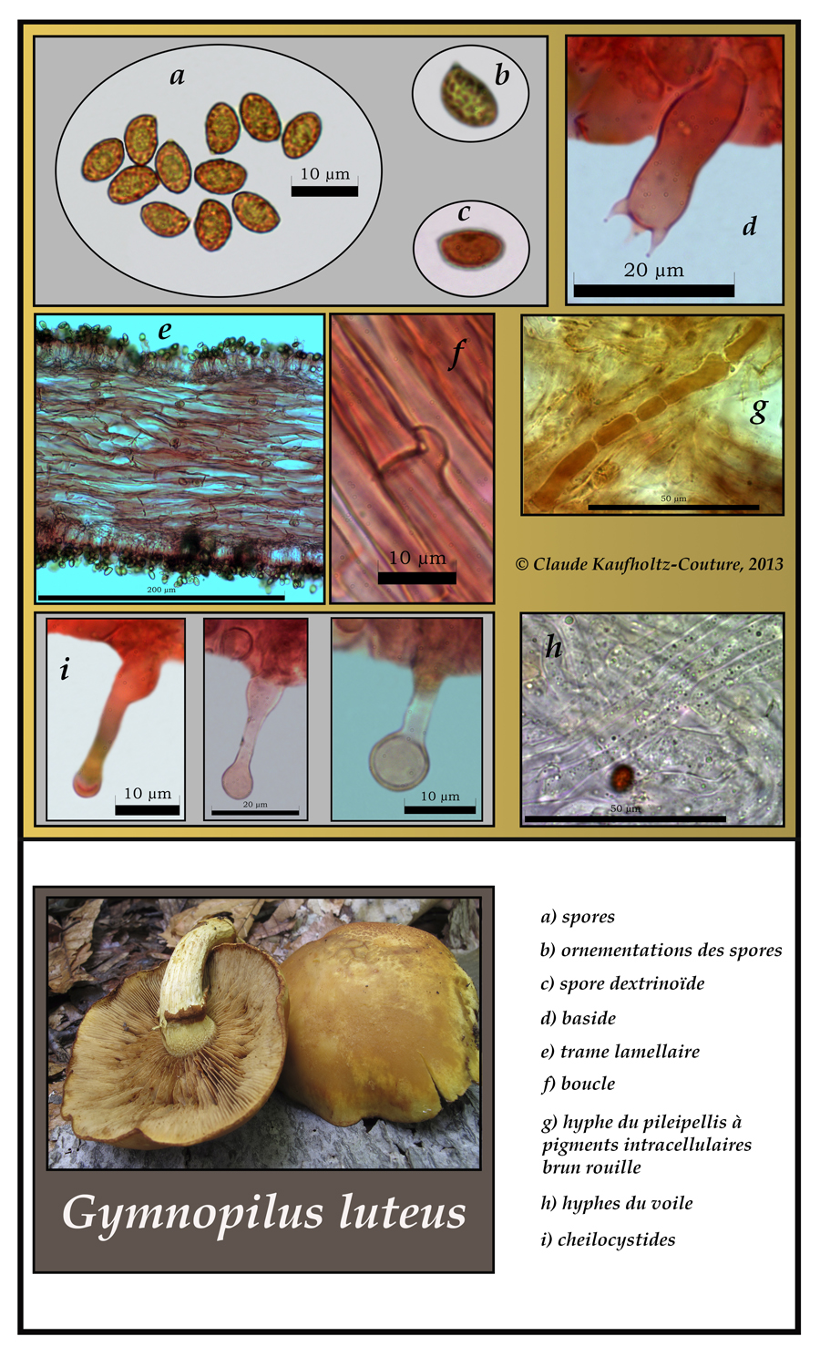 Gymnopilus luteus