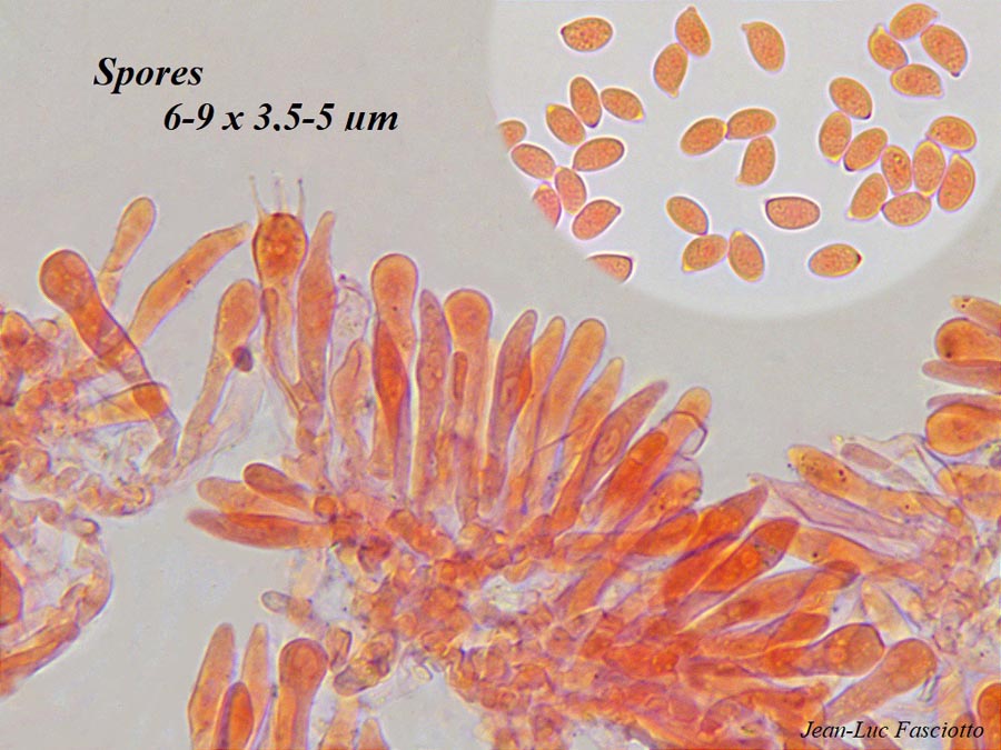 Gymnopus vernus