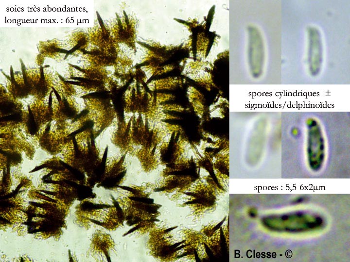 Hydnoporia corrugata (Hymenochaete corrugata)